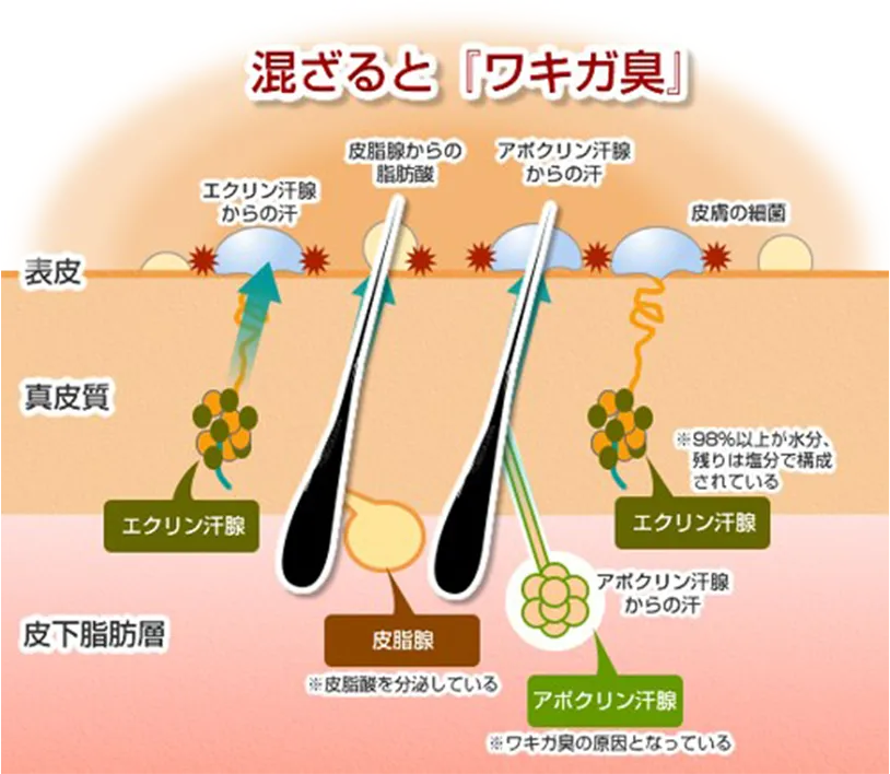 混ざると「ワキガ臭」
