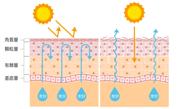 皮下組織のイラスト